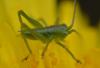 Tettigonia sp.